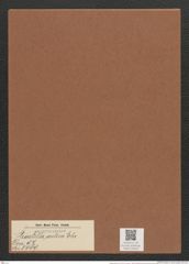 Striatella artica Ehr. (de-Toni-Nr.: Genus 97, Species 3089) Zeichnungen Sammlung Grunow Mappe 03316 (Herbarium_W_Grunow_drawings_Folder_03316)